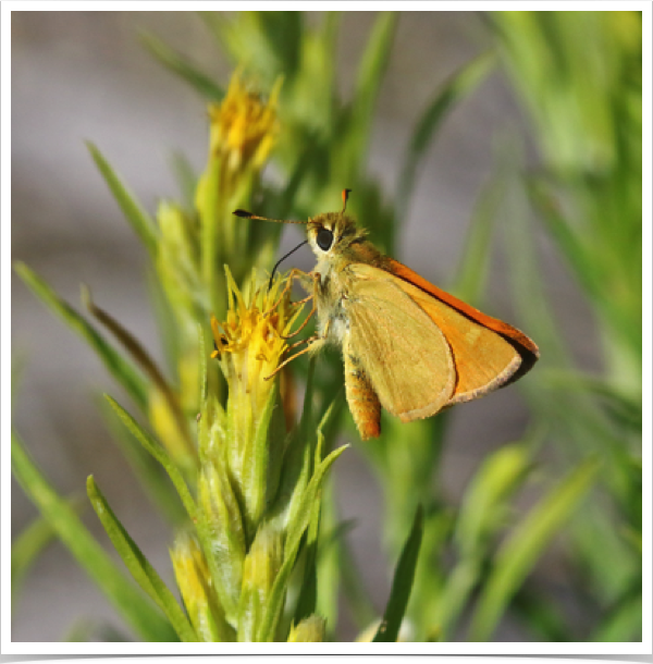 Woodland Skipper